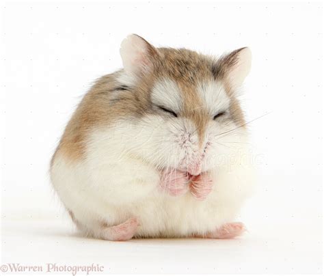 Cute Pet Pictures of Sleepy Roborovski Hamster WP39165