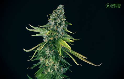 Green Crack is a Classic Strain With An Uplifting Vibe | Green Flower