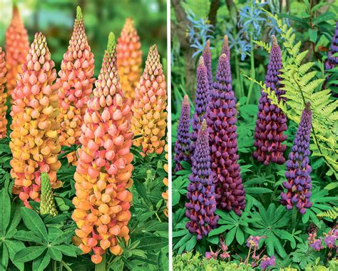 The Most Interesting Varieties And Hybrids Of Lupins - Best Landscape Ideas