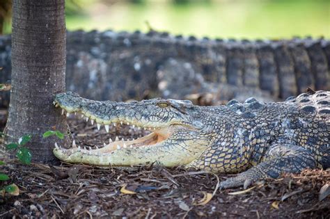 Dr Charlie Manolis | Crocodile Conservation | Aussie Wildlife Show