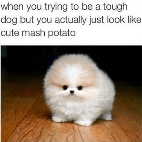 29 Tweets & Tumblr Posts Anyone With A Small, Fluffy Dog Will Find ...