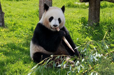 Panda Facts For Kids & Adults: Information, Pictures & Video