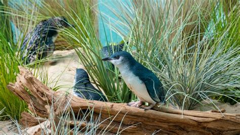 Little penguins from Taronga zoo make debut in Bronx as part of breeding program - ABC News