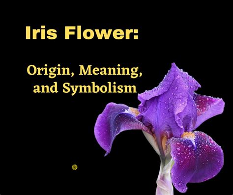 Iris Flower: Origin, Meaning, and Symbolism - SnapBlooms Blogs