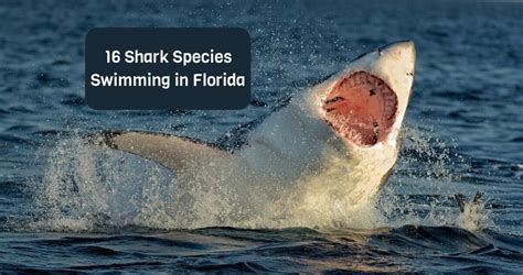 16 Shark Species Swimming in Florida - Animals Around The Globe