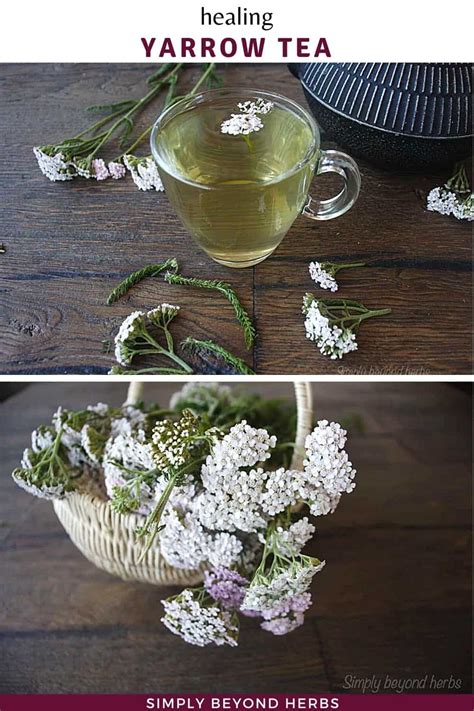 Harvesting yarrow for Yarrow Tea - SimplyBeyondHerbs