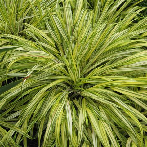 Hakonechloa Macra 'Aureola' (Japanese Forest Grass) - Davenport Garden ...