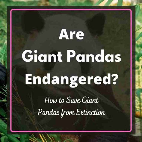 Why Are Giant Pandas Endangered? | BestofPanda