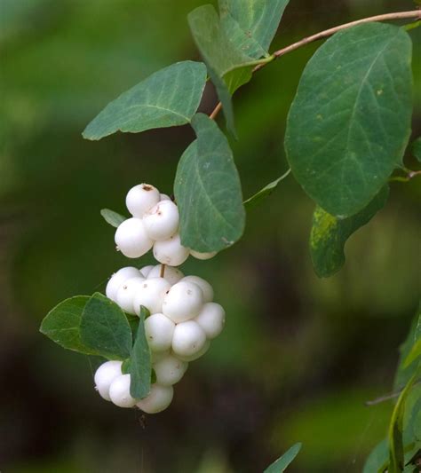 Snowberry, or pearl berry tree, is famous for its white berries. Caring for it, from planting to ...