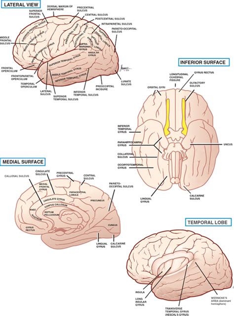 Cerebral Cortex | Neupsy Key