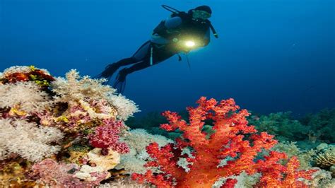 Marine scientists plan to create artificial coral reefs! - KalingaTV