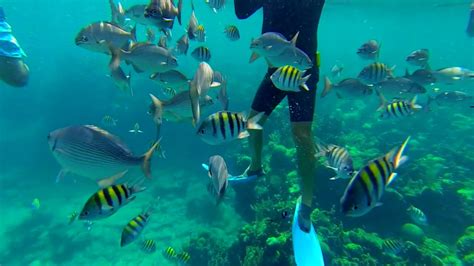 The BEST snorkelling in Cuba, Varadero - Hundreds of Exotic sea fish swim with us. Corals ...