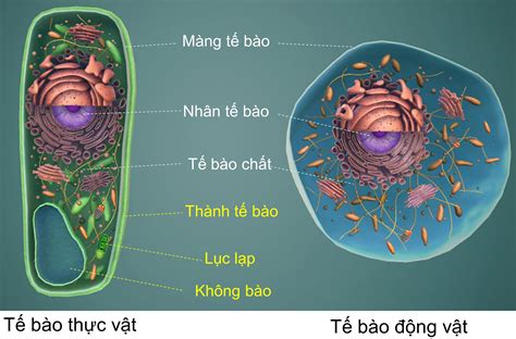 Tế bào - đơn vị cơ sở của sự sống