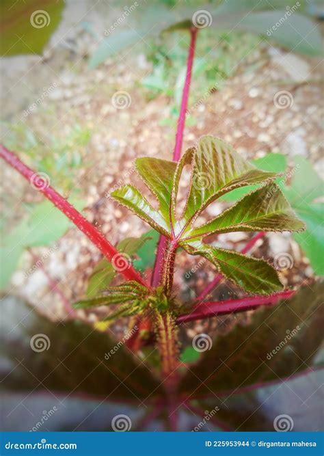 Jatropha Tree is a Plant with Rich Benefits Stock Photo - Image of jatropha, autumn: 225953944