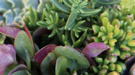 Growing sun-loving succulents in Perth | Community News