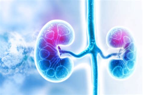 Kidneys: Anatomy, Location, and Function