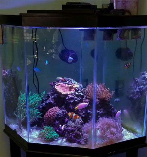 The significance of reef tank lighting; a semi-scientific documentary. | Reef2Reef