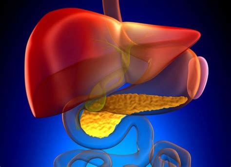 Cáncer de hígado (hepatocarcinoma): síntomas, causas y tratamiento ...