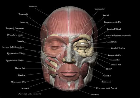 Face anatomy, , JosueVilela - CGSociety | Face anatomy, Anatomy art ...