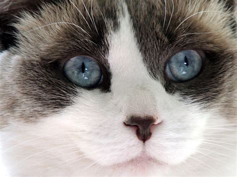 Ragdoll Cat Face Free Stock Photo - Public Domain Pictures