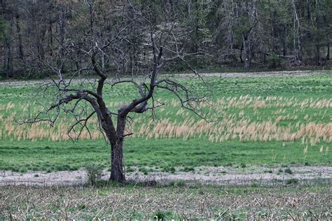 Scraggly,as fruit trees can be | E michael Ehlers | Flickr