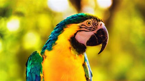 Macaw Parrot Bird Bright Branch 4K HD Wallpapers | HD Wallpapers