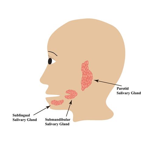 Digestion in the Mouth | MooMooMath and Science