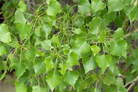 Eastern Cottonwood Tree (Populus deltoides)