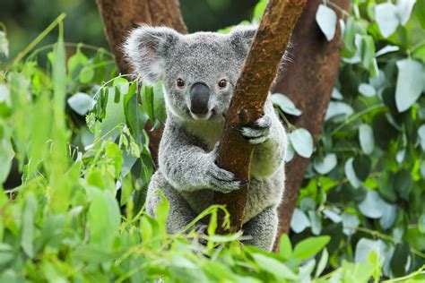 Australasian marsupials survived ancient climate change - Earth.com