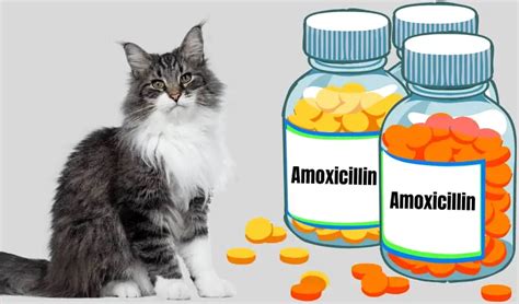 Amoxicillin Dosage For Cats Printable Chart - Free Printable Templates