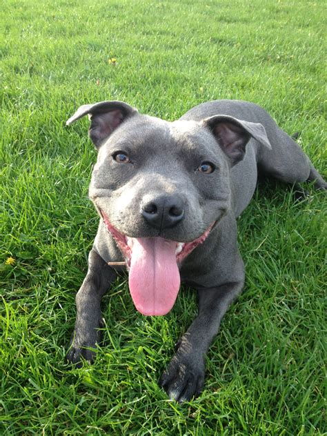 Blue Staffordshire Bull Terrier with a Big Smile