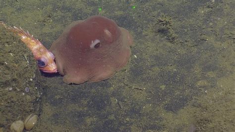 Flapjack Octopus: Meet the Cutest Octopus In the Ocean