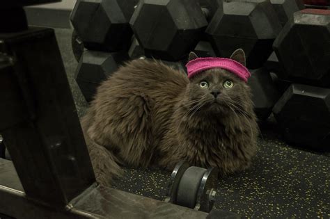 She's all ready for an intense workout! : r/cats