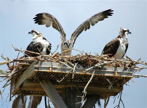 Ospreys in the nest image - Free stock photo - Public Domain photo - CC0 Images