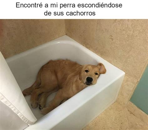 15 Memes de perritos felices que te alegrarán el día