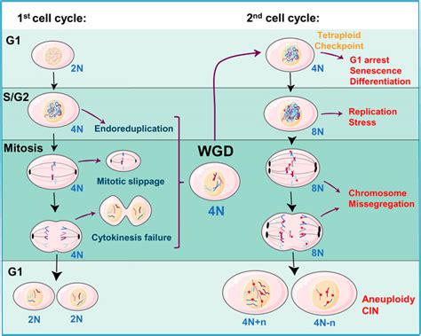 Frontiers | Whole-Genome Doubling as a source of cancer: how, when, where, and why?