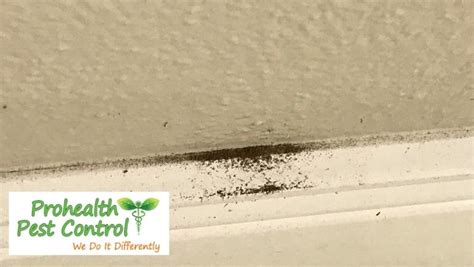 s It Termites? Drywall Signs of Termites - ProHealth Pest Control