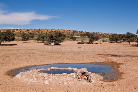 Water Hole For Animals In The Desert Stock Photos - Image: 32322113