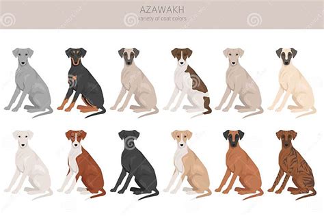 Azawakh All Colours Clipart. Different Coat Colors and Poses Set Stock Vector - Illustration of ...