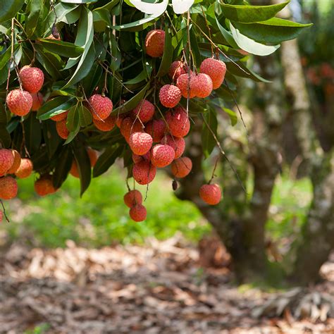 Lychee Tree Flower