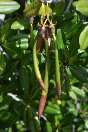 red-mangrove-propagule - Living Oceans FoundationLiving Oceans Foundation