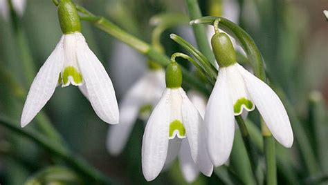 Snowdrops Varieties: What Sets Different Types Of Snowdrops Apart ...