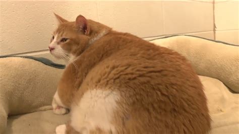 Real-Life Garfield up for Adoption in Arkansas - YouTube