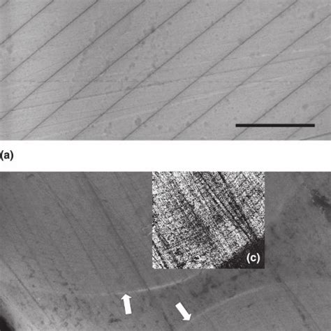 The skeleton of Euplectella aspergillum , from the spicules anchored in ...