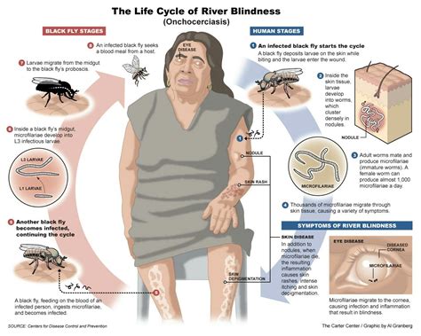 Pin de Laura H en blind x | Ciclos de vida, Estudiante de medicina, Protozoos