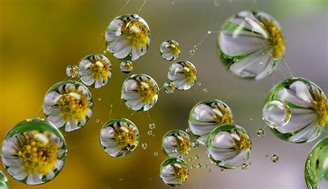 flowers reflected in dew drops photo | One Big Photo