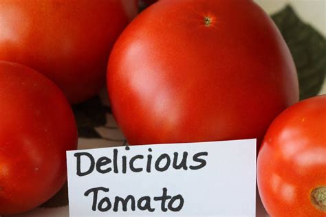 Top 10 Must Grow Heirloom Tomatoes | Heirloom tomatoes, Tomato, Types of tomatoes