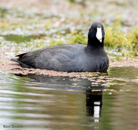 American Coot – Imagine Our Florida, Inc