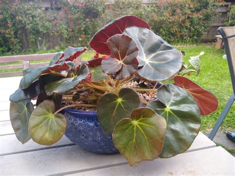 Propagating Begonia erythrophylla 'Beefsteak' - Sucs for You!