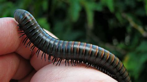 How Many Legs Does a Millipede Really Have? | HowStuffWorks